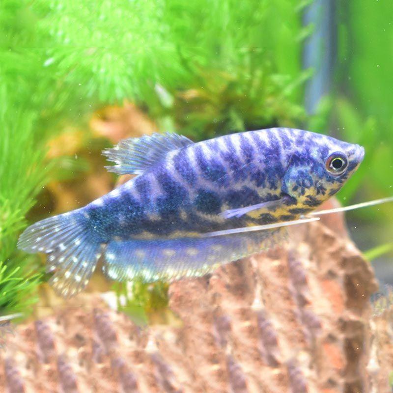 小型热带鱼观赏鱼曼龙鱼活体淡水鱼宠物鱼热带新手鱼好养不打氧