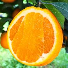 重庆奉节脐橙0斤冰糖橙甜新鲜橙子当季水果整箱20斤甜橙【月8日发