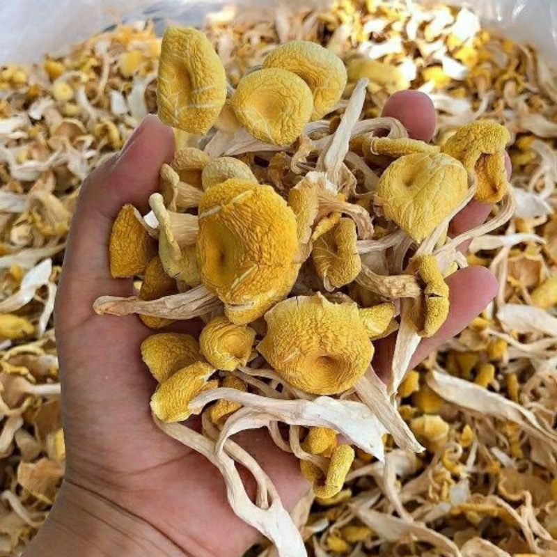 小黄蘑菇东北野生