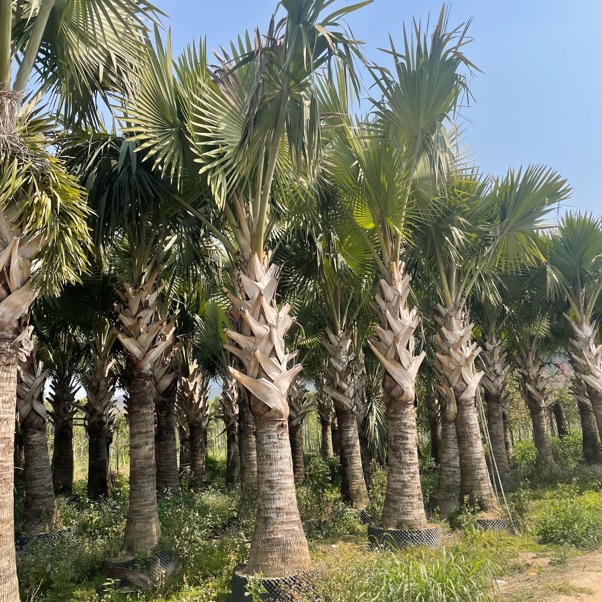 福建霸王棕产地批发 霸王棕基地报价 蒲葵批发 种植棕榈树-阿里巴巴