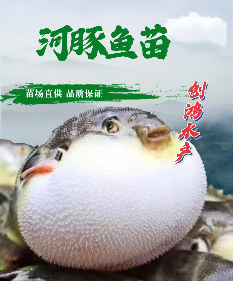 【2022新苗】河豚苗 河豚鱼苗 东方暗纹河豚苗 气泡鱼 食用观赏鱼