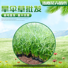 水生水培植物龟水竹盆栽好成活水棕竹鱼缸水池塘 旱伞草风车草苗
