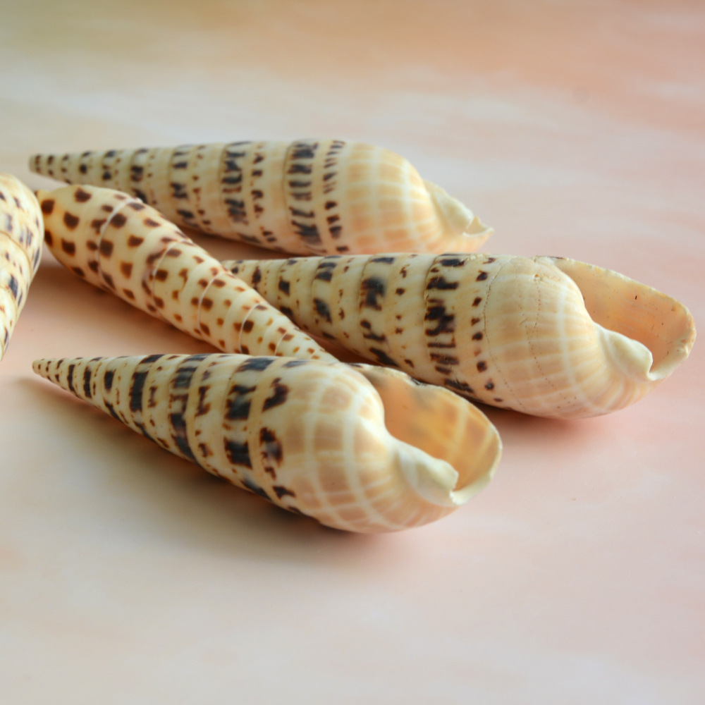 福海人家/ 竹笋螺 12-13cm海洋生物标本贝壳鱼缸水族箱造景海螺