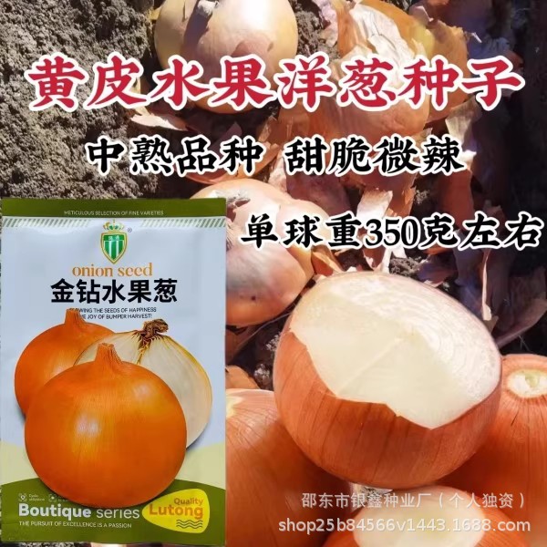 黄皮洋葱种子黄皮洋圆葱香葱种子大蒜种子原装四季蔬菜种子大全