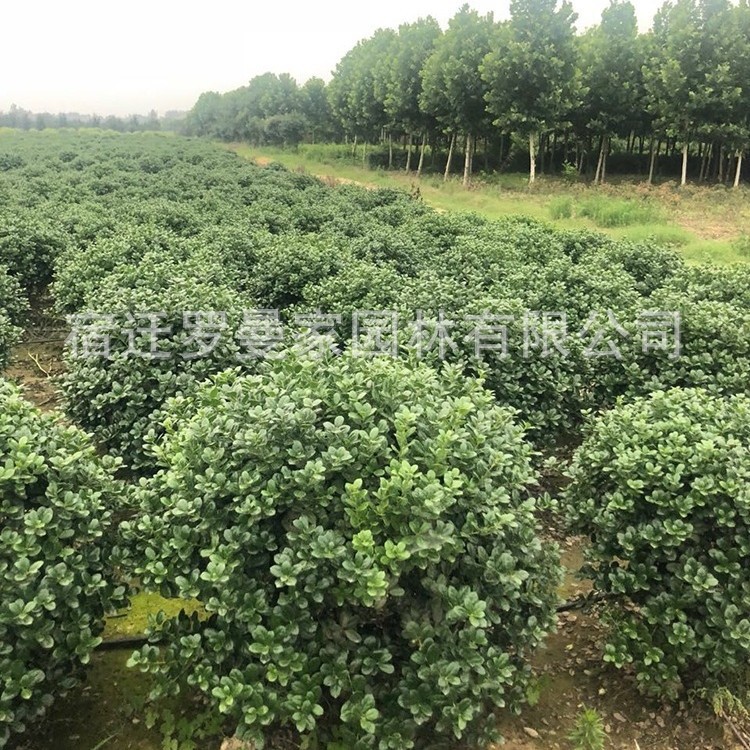 供应无刺枸球树苗 绿化用园林造景无刺枸骨球 鸿运果柱子大量供应