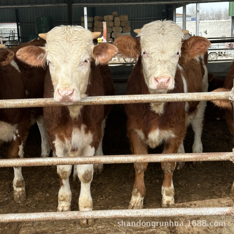 三个月小肉牛犊西门塔尔牛 鲁西黄牛牛犊 买一头小牛-阿里巴巴