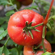 陕西普罗旺斯水果西红柿批发沙瓤酸甜多汁新鲜蔬菜番茄一件代
