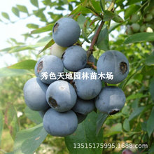 新品种果树苗蓝莓树苗 爱国者蓝莓盆栽苗 蓝莓结果苗南方北方品种