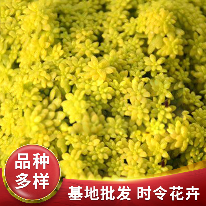 黄金草园林屋顶绿化用万年草景观植物佛甲草立体花坛用草基地供应