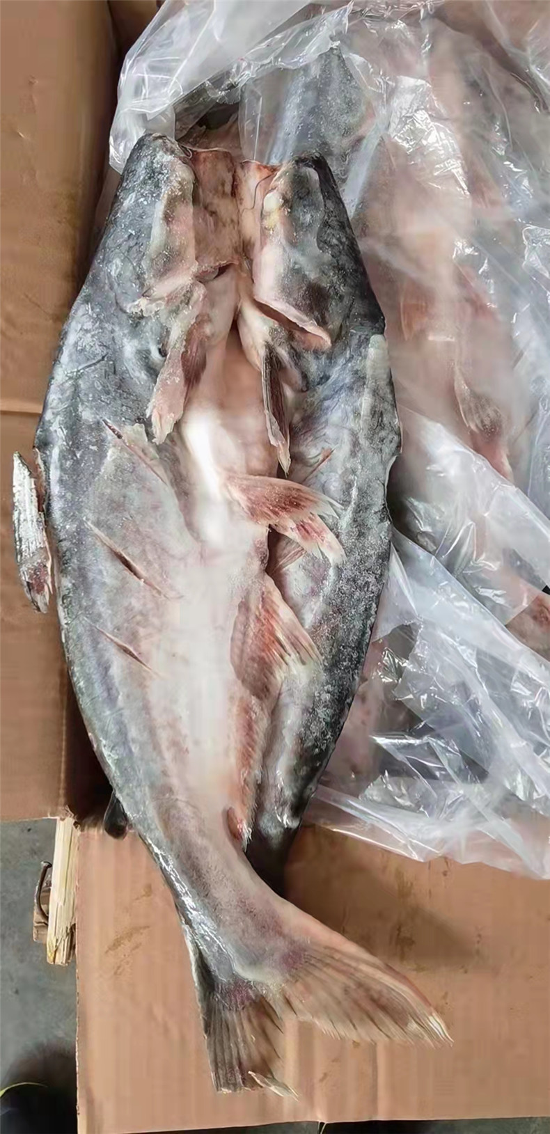 开背巴沙鱼新鲜冷冻湄公鱼鲜活整条带皮20斤商用烤鱼龙利鱼凌波鱼