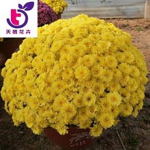 菊花苗盆栽菊花苗菊花大小苗室内绿植四季菊花大苗九月菊租摆花卉