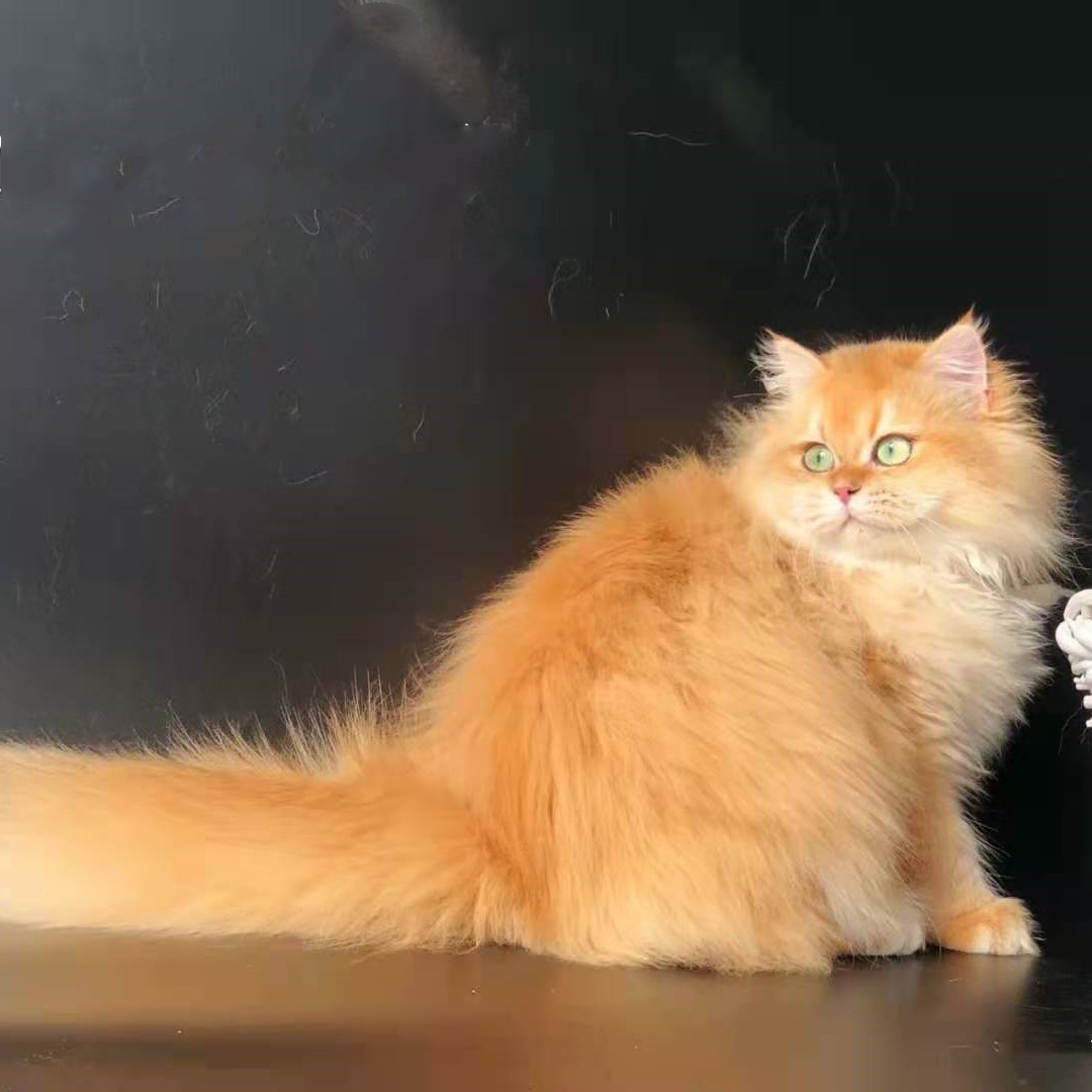 纯种金渐层长毛金渐层猫11色渐层猫12色渐层猫金渐层幼猫活物