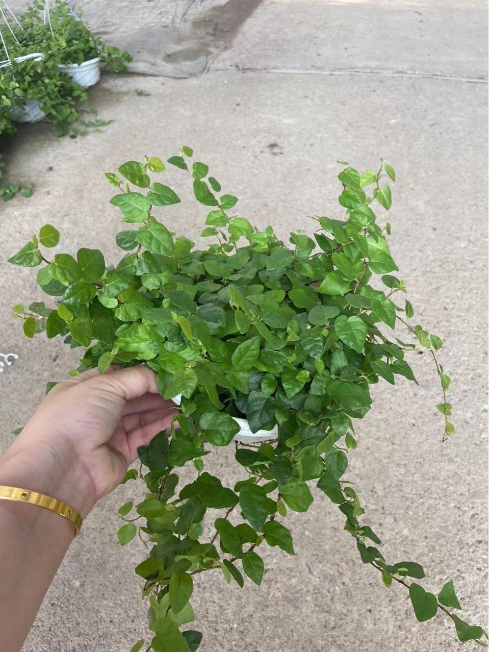 超迷你青叶霹雳小盆爬藤附生类雨林生态缸造景背景墙适用好养易活