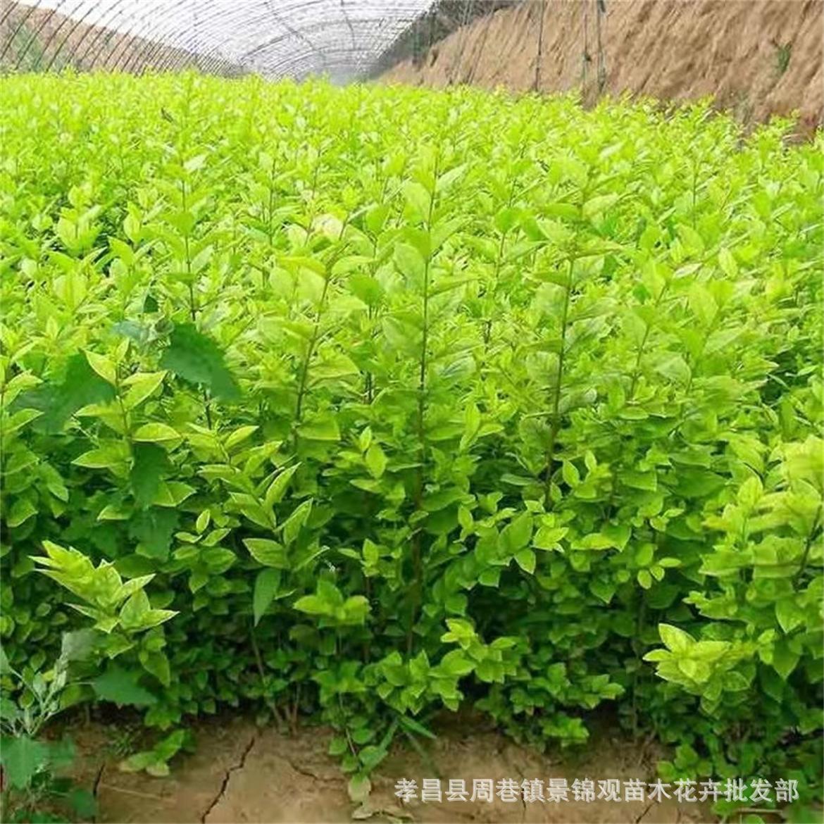 色块苗直销彩色苗木绿化苗木小叶女贞树小苗产地批发包物流