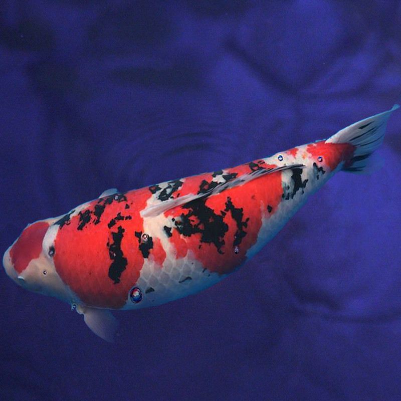 纯种日本锦鲤活鱼大型丹顶红白昭和三色大正芥子观赏鱼苗活体巨型