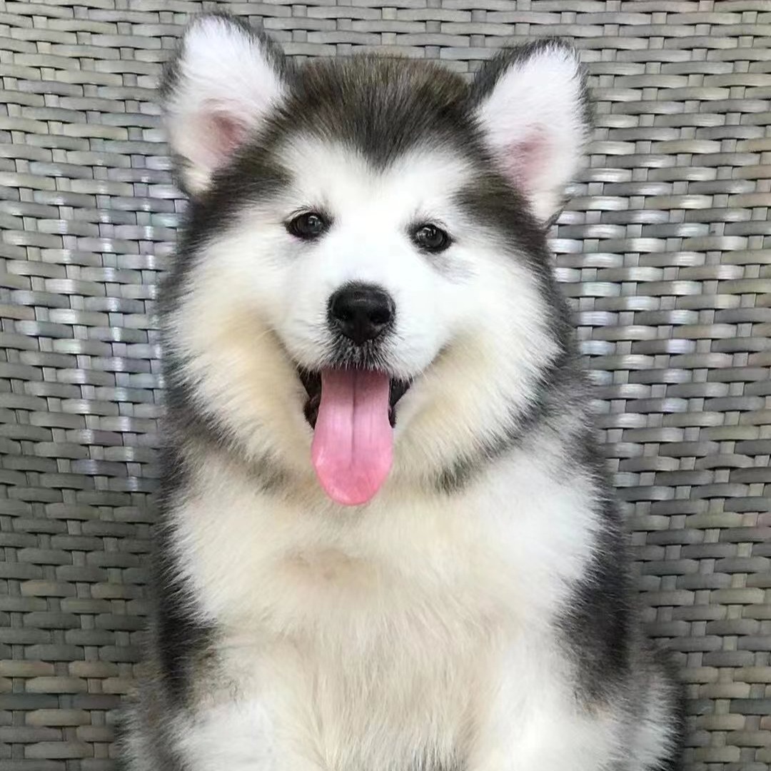 双血统大型犬熊版纯种阿拉斯加幼犬活体阿拉斯加幼崽批发价格活物