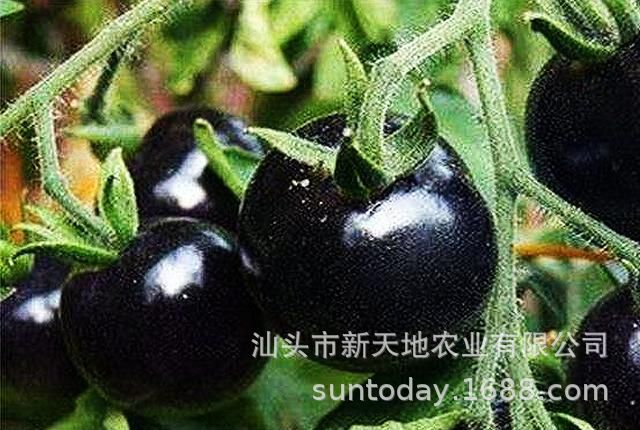 黑骑士樱桃黑番茄种子黑西红柿种苗种籽盆栽水果春季蔬菜种孑20粒