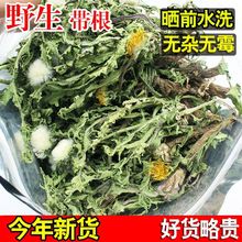 野生蒲公英茶泡水喝天然干的整棵带根儿叶花