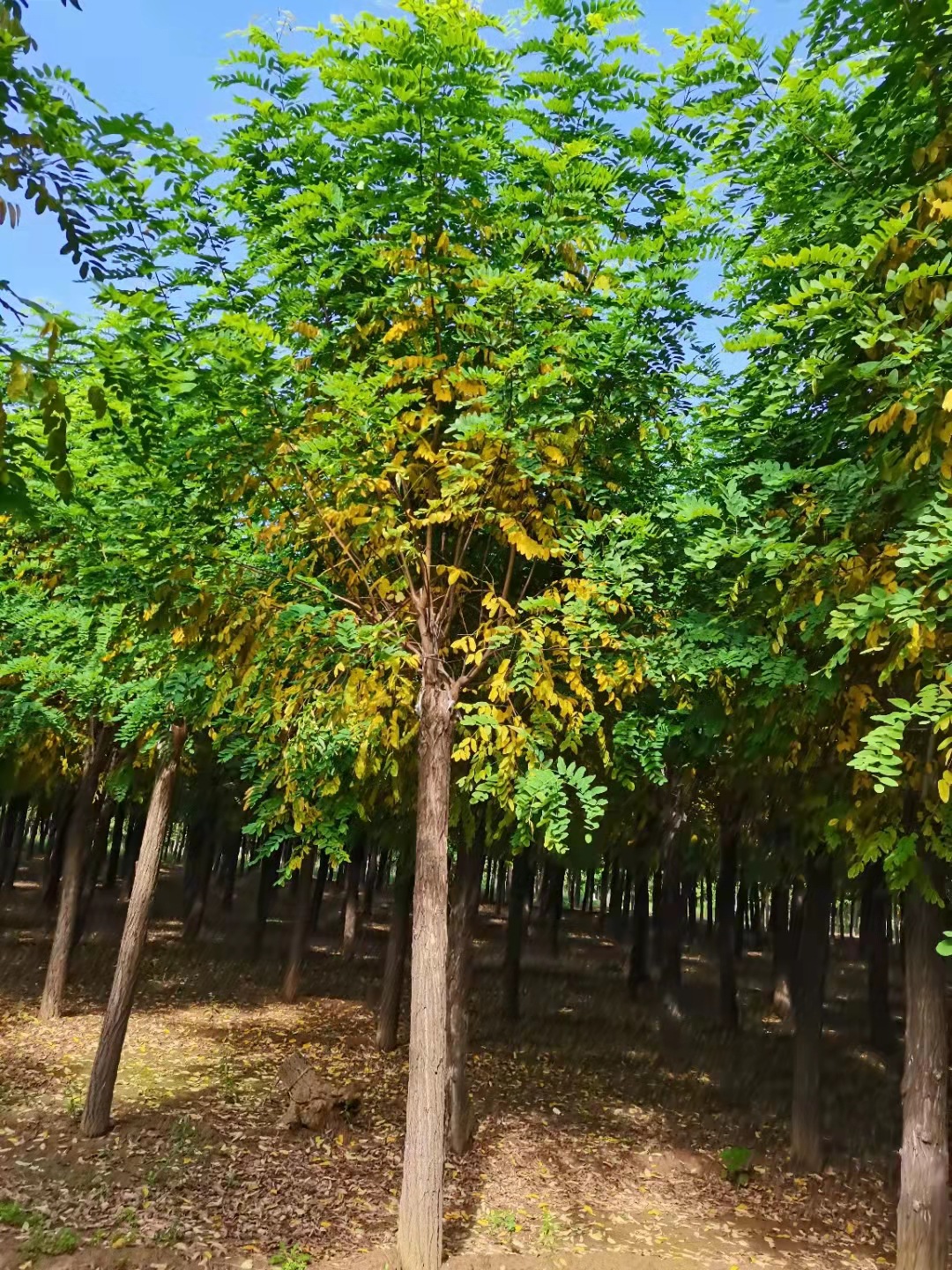 出售8公分嫁接香花槐苗 基地供应绿化风景香花槐树苗 品质保证