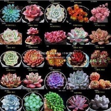多肉种子四季种稀有种籽阳台盆栽桌面摆放植物花卉厂家可包麦太保