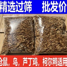 面包虫干品黄粉虫仓鼠粮刺猬鸟粮龟粮金丝熊虫子喂鸡林蛙鱼食批发