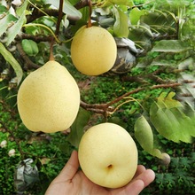 河北鸭梨水果当季整箱时令孕妇翠冠正宗天津水晶白梨雪梨5_阿里巴巴找