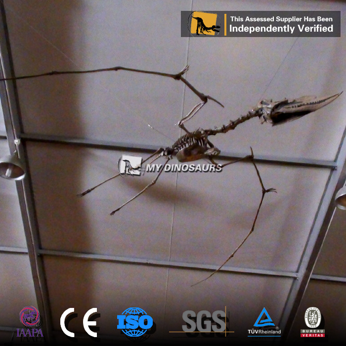 单头龙 仿真飞天翼龙模型儿童塑料玩具新款仿真恐龙悬挂风神翼龙骨架