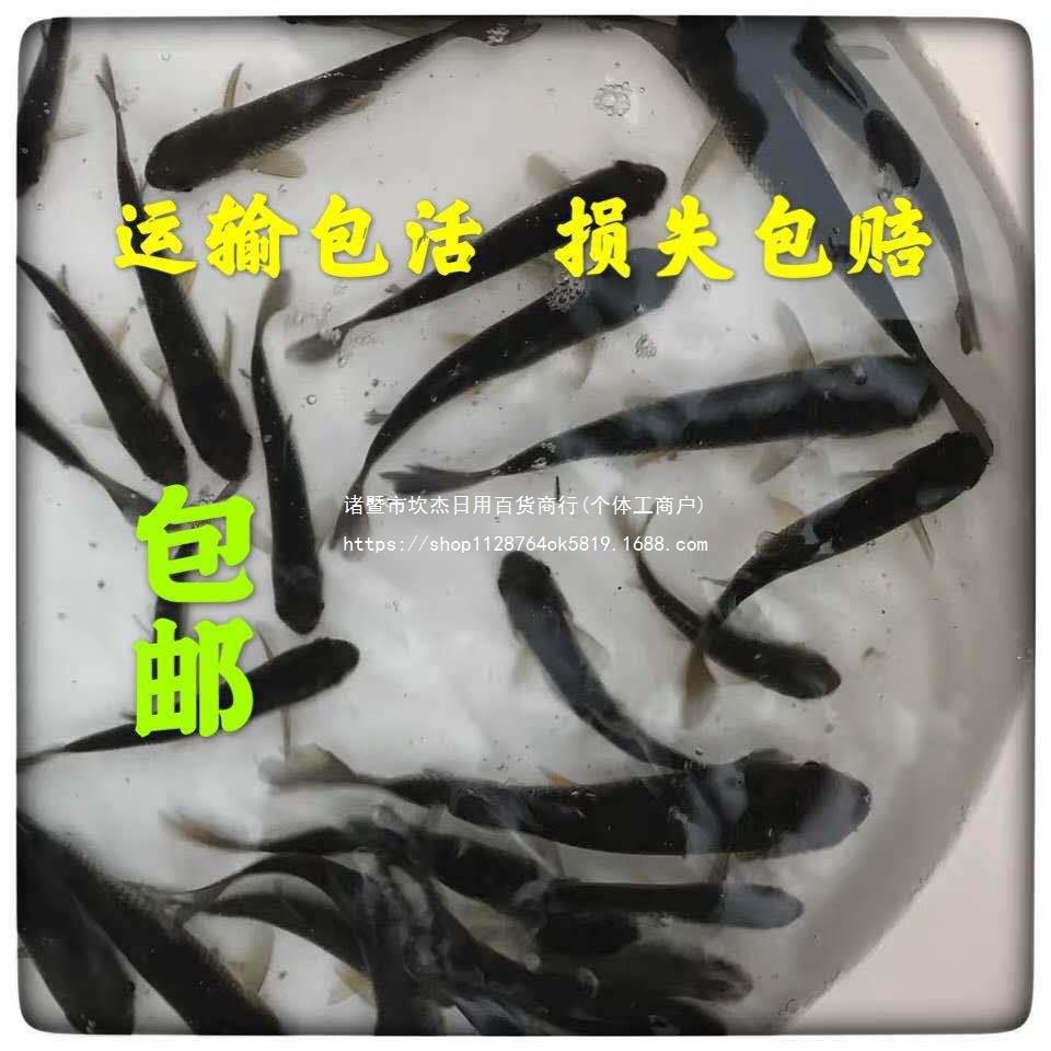 大草鱼鲤鱼花鲢养殖淡水食用活体螺蛳青鱼苗花鲢白鲢鳊鱼鲈鱼鱼苗