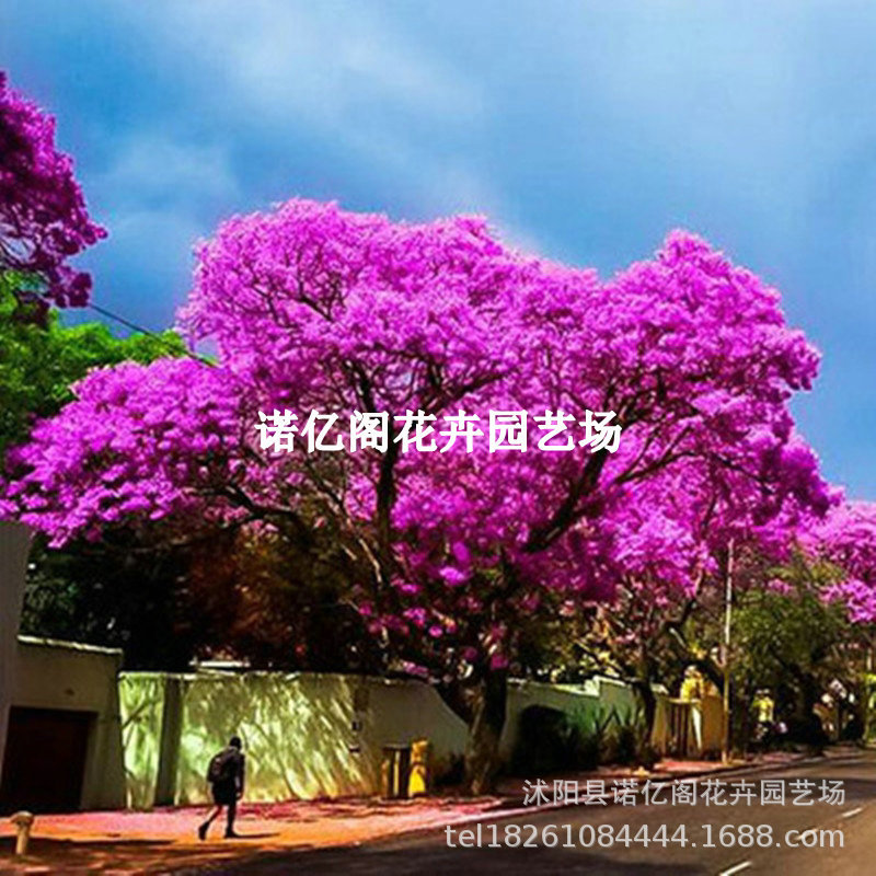 凤凰木树苗红花楹树正宗名贵苗木蓝花楹树苗盆栽庭院绿化大树常绿