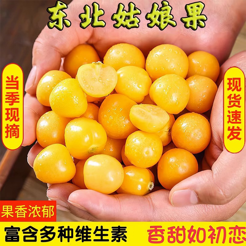黄姑娘果东北特产新鲜甜洋菇娘当季水果灯笼果现摘豆