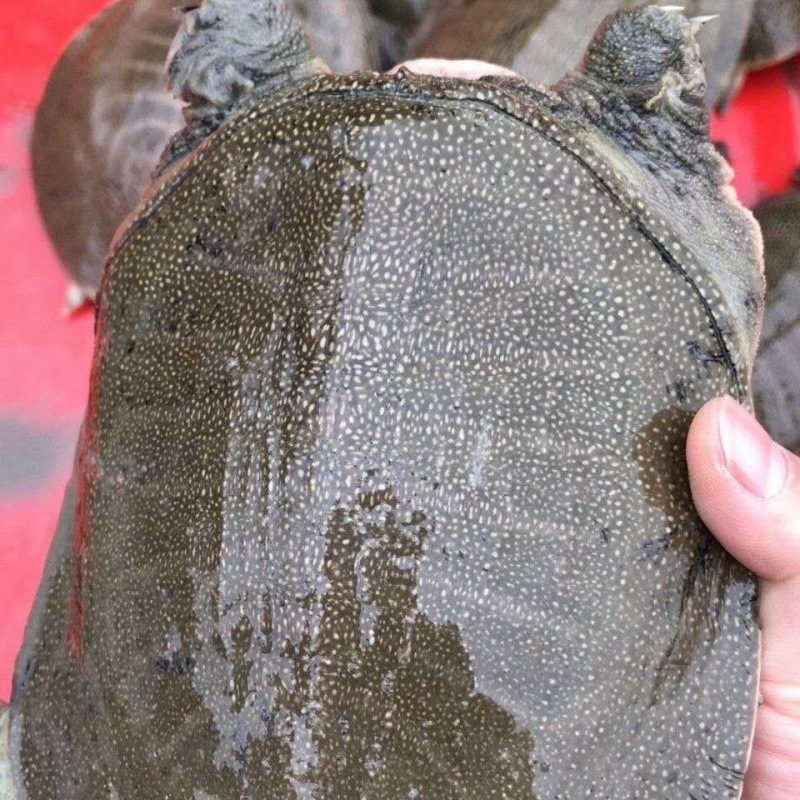 甲鱼活 鲜活食用外塘大甲鱼生态王八中华老鳖团鱼水鱼特产滋补品