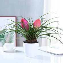 铁兰花盆栽紫花凤梨植物室内花卉桌面盆景可水培植物好养的植物