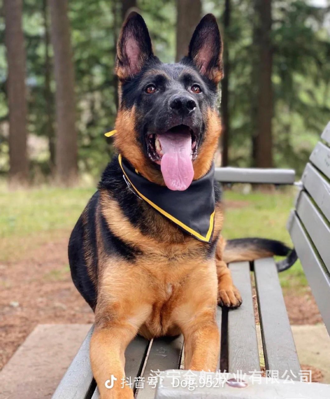 批发纯种德国牧羊犬活体工作犬黑背德牧犬活体警犬军犬德国牧羊犬