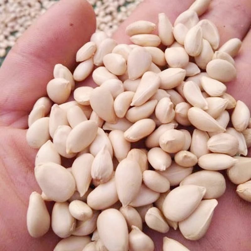 枸橘种子枳壳种籽子枸桔积壳树苗嫁接砧木带刺篱笆有刺栅栏种孑