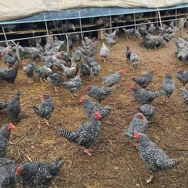 出售纯种芦花鸡苗产蛋多绿皮蛋 脱温半斤芦花鸡鸡苗活体小鸡幼苗