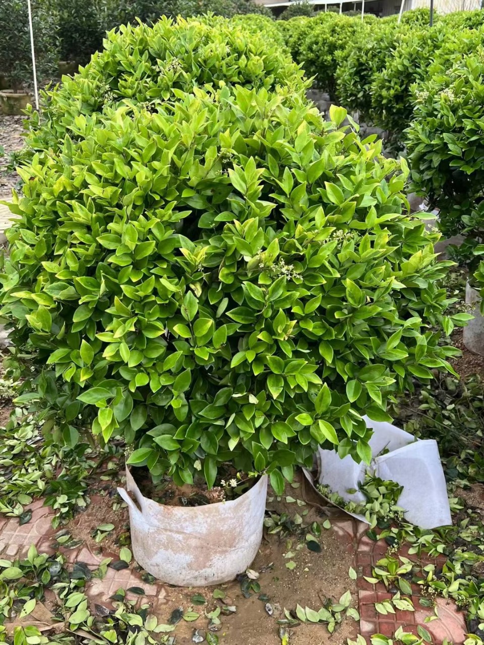 海桐球龟甲冬清球茶梅球黄金榕球红继木球球金森女贞球亮金女贞等