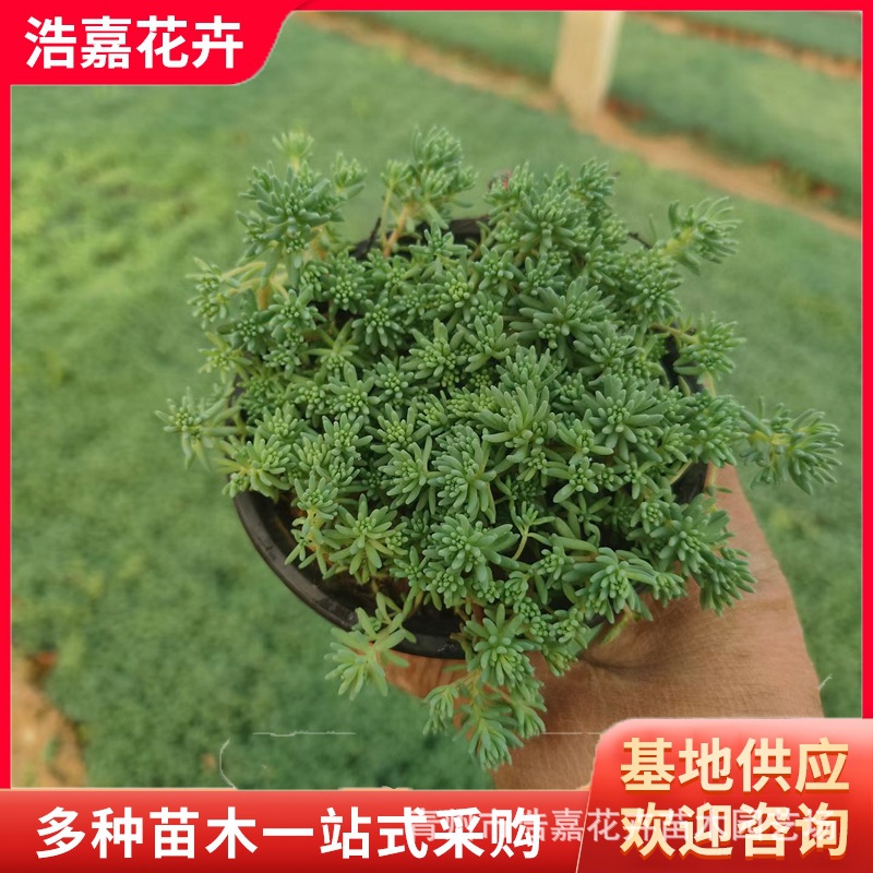 中华景天苗盆栽 金叶过路黄黄金佛甲草杯苗 屋顶绿化中华景天方盘
