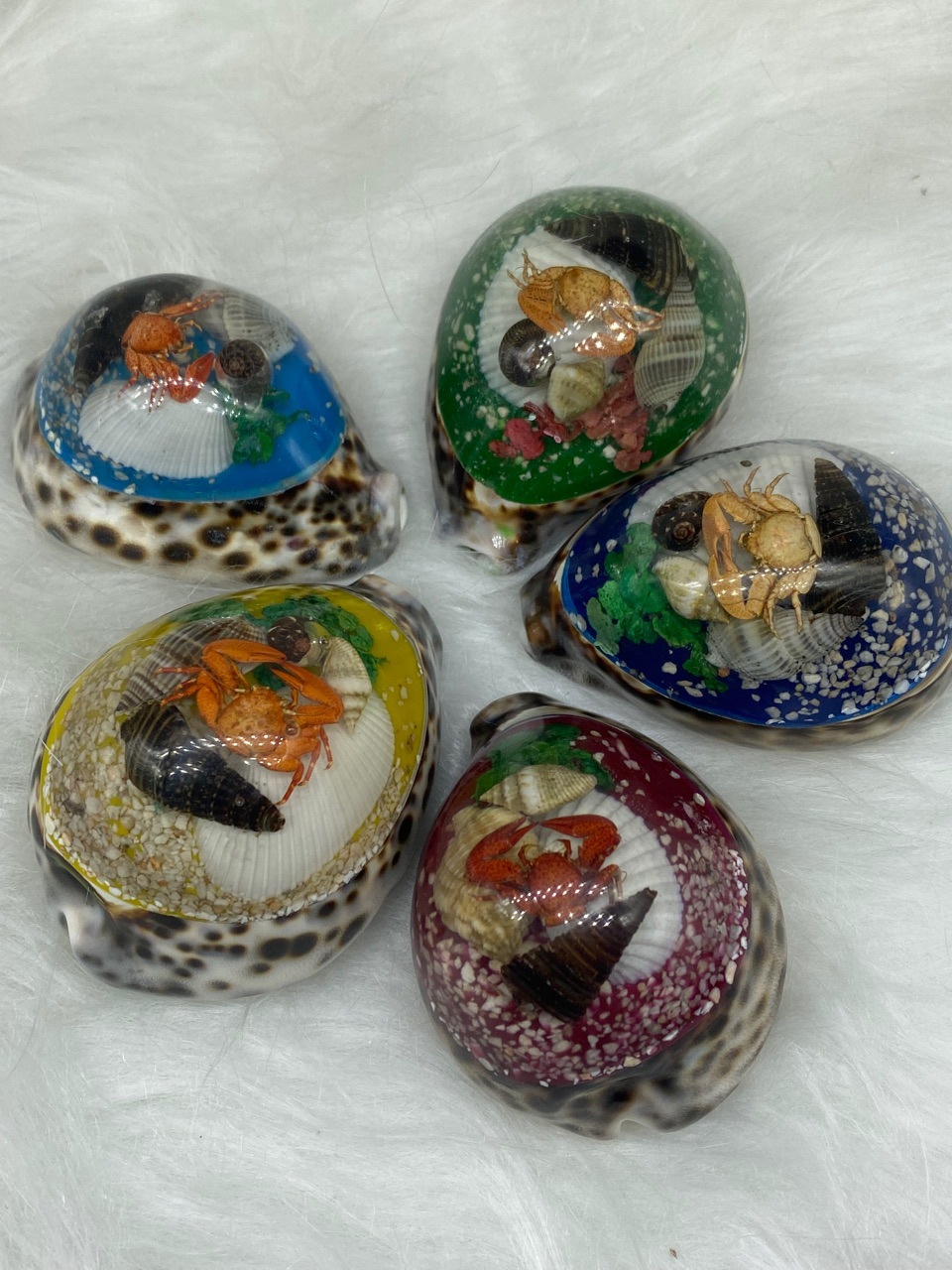 量(10个可售)立即订购加入进货单买家服务支付方式是否进口否材质贝壳