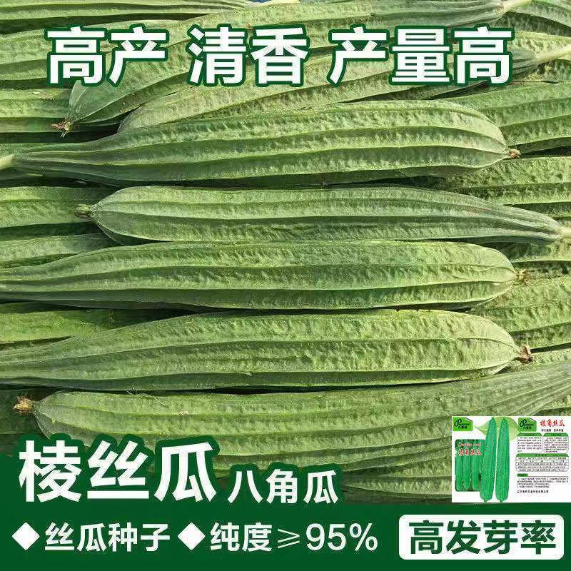 【棱角大肉丝瓜种子】八角水瓜阳台菜园盆栽庭院蔬菜种球四季
