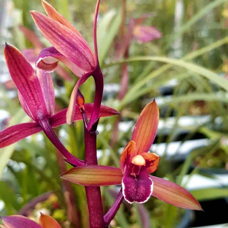 兰花蕙兰红香妃兰花苗四季兰 办公室花卉盆栽植物室内盆景 包邮