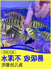 海豚鱼食小颗粒热带鱼饲料小型鱼观赏鱼鱼粮小鱼苗贴片鱼食袋装