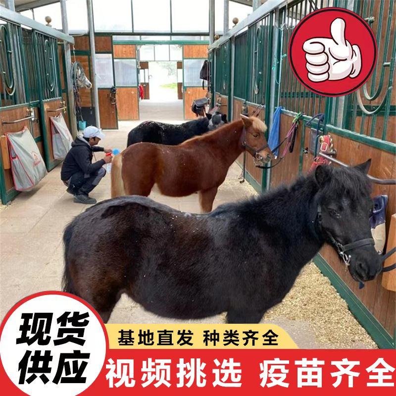 活体德保矮马出售 景区儿童骑乘迷你矮马价格 哪里有宠物迷骏马