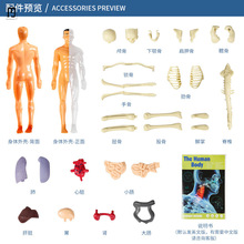 陀栾初中生物人体结构骨骼架模型器官脏解剖3d医学可拆卸拼装儿童