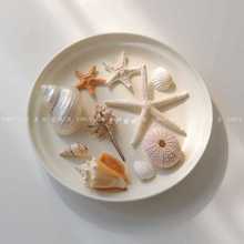 8EC2ins风天然蘑菇珊瑚贝壳海星海螺摆件饰品展示垫民宿装饰拍照