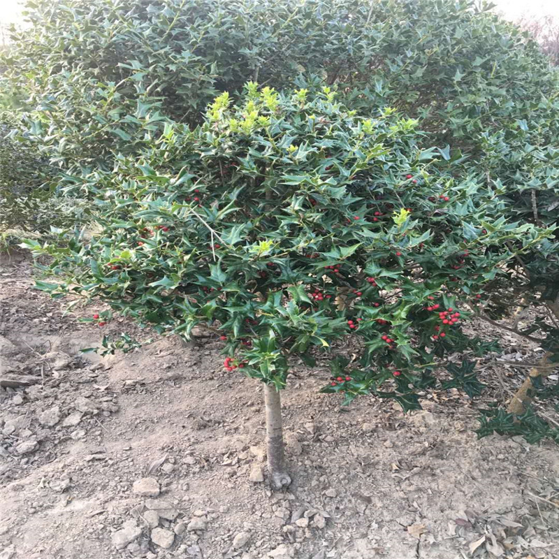 无刺枸骨球 无刺构骨树苗有刺枸骨无刺构骨苗球枸骨苗球庭院盆栽