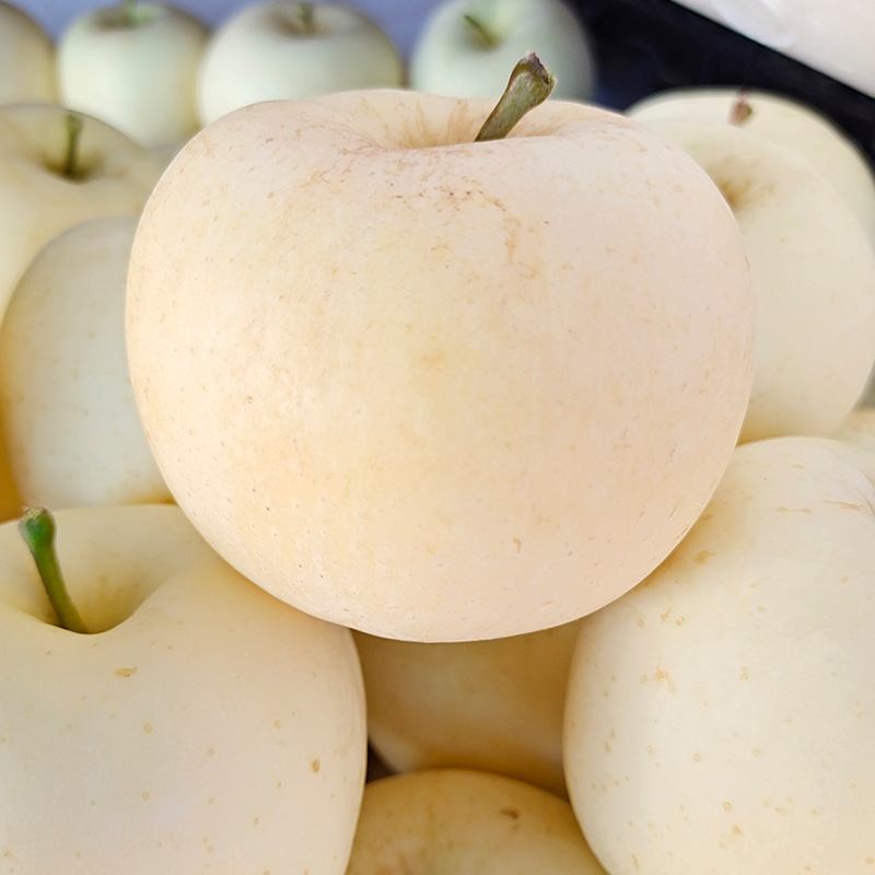 黄金奶油富士苹果新鲜5斤甜脆多汁牛奶果酸果白苹果非冰糖心丑果