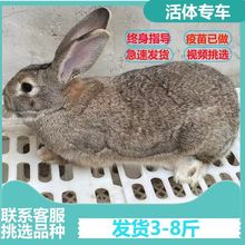 成年兔子活物食用肉兔种兔可繁殖种兔比利时大型肉兔新西兰兔