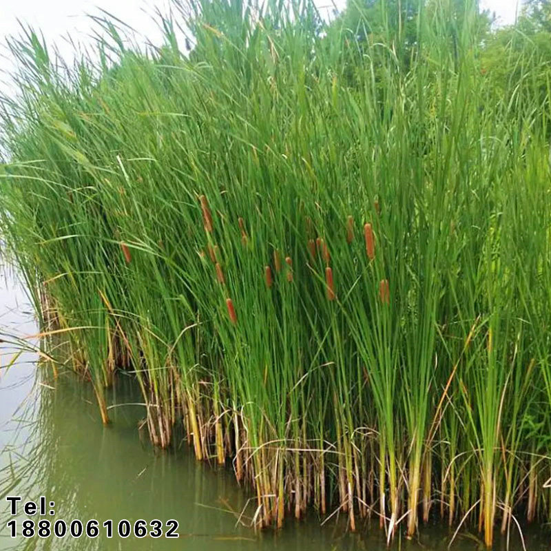 香蒲水生植物水烛香蒲花苗大香蒲苗湿地挺水植物河边种植美化造景