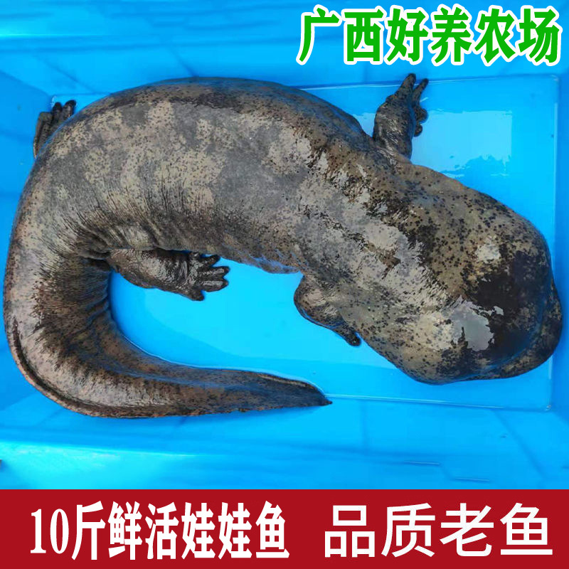 10斤一条养殖厂直供娃娃鱼鲜活食用活鱼大鲵宠物苗水产淡水鱼包活