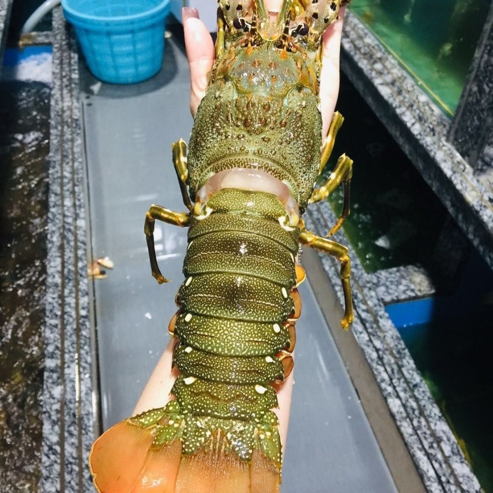 速冻龙虾青龙虾海鲜水产鲜活冷冻青龙仔小青龙波士顿龙虾